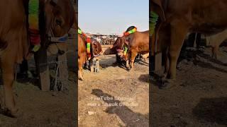 Sahiwali Giant Bulls | Big Size Qurbani Bulls 2025 | Mera Shauk Official