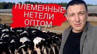 Продажа КРС племенных нетелей молочных пород с продуктивностью от 7000 за первую лактацию.