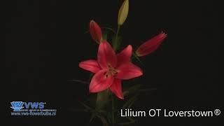 Lilium Loverstown ®