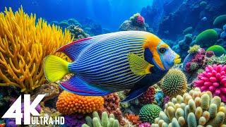 DREAM AQUARIUM 4K - Marvel at Sea Animals in The Best Aquarium | Fish Tank Sounds for Sleep, Study