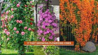 17 Stunning Flowering Vines That Grow Super Fast