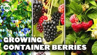 How to Grow Raspberries, Blueberries, and Blackberries in Containers