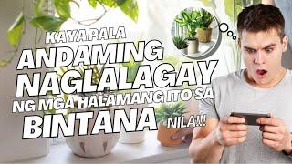 MGA HALAMANG DAPAT ILAGAY SA BINTANA NGAYONG TAON!