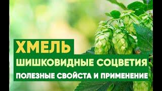 Хмель (шишки): полезные свойства и применение.