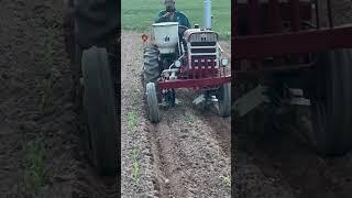 IH farmall 140 cultivating and side dressing corn and squash #sweetcorn #farmall #ih #garden