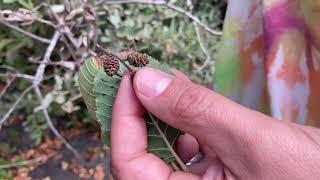 Alnus rhombifolia, Betulaceae