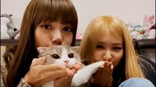 BLACKPINK [RUS sub] V-Live/ трансляция на русском