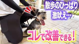 【犬しつけ】散歩の吠え、興奮はコレで改善できます【ドッグトレーナー解説】