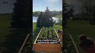 Planting peppers in a raised bed #peppers #plantingpeppers #gardening