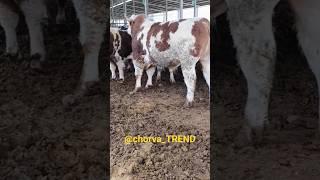 Simmental Buqalarni zo‘rlaridan ko‘ring va baxo bering!!! #simmental #limuzin #greeford #angus