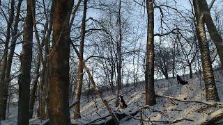 Охота на куницу с лайкой .  Продолжаем закреплять куницу в молодой лайке