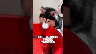 哈哈：請“餵我花生” 不拆：攤牌了不裝了，小魚太香了 #哈士奇 #萌寵