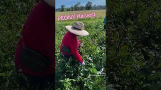 Peony Harvest at the Family Flower Farm - Now Available