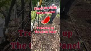Direct Seeding Our Watermelons for Trellising up a Cattle Panel#gardenstructure #growyourownfood