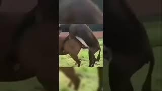 Horse and donkey meeting very love