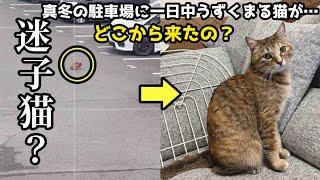 真冬に駐車場でうずくまる猫を保護しました