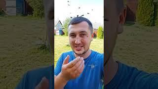 Лучшее средство от комаров