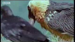 Wild African vulture birds scavage bones of dead animals - BBC wildlife