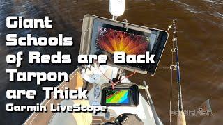 Giant Schools of Giant RedFish and Tarpon St Johns River