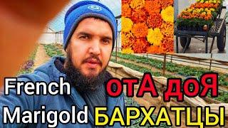 Бархатцы (French Marigold) ПОСЕВ, ВЫРАЩИВАНИЕ и все ПОДКОРМКИ отА доЯЛУЧШИЕ ТРИ СОРТА БАРХАТЦЕВ.