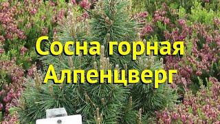 Сосна горная Альпенцверг. Краткий обзор, описание характеристик pinus mugo Alpenzwerg