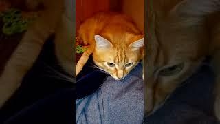 Убери камеру! Реакция Кота на видео-съёмку  #cat #позитив #животные #кот #юмор