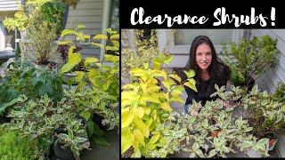 Coralberry, Dogwoods & Gold Ninebarks! Clearance Shrubs | Serenity Now Garden