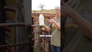How to bottle feed a calf 