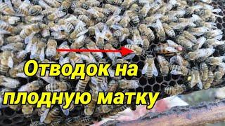 Самый надёжный способ посадки матки. Отводок на плодную матку. Купил маток карника.