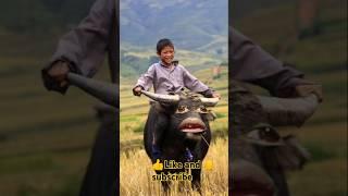 Funny animal videos pani lao re cow videos