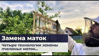 Замена маток. Четыре технологии замены пчелиных маток на онлайн курсе Замена матки.