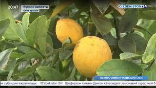 24  limonchilik