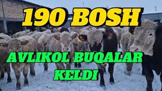 190 BOSH AVLIKOL ANGUS GRENFOD BUQALAR KELDI  +  LARI 150 BOSHI AVLIKOLLAR