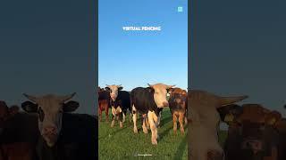 Cute Cow 