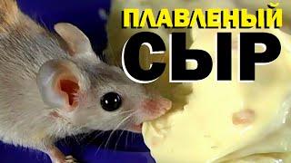 Галилео. Плавленый сыр