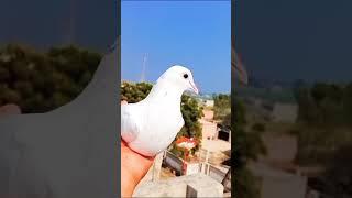 Asif Ali vlogs#movie #amazing #s #ad #vlogs