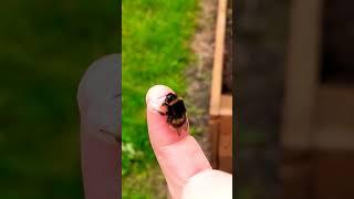 feeding a tired bumblebee #10BeesMK #bee