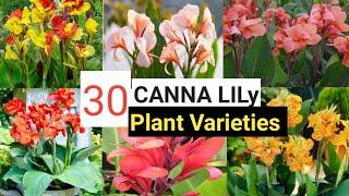 30 Best CANNA Lily Varieties|| CANNA Lily Flower Plant Types||@AdmiringPlants