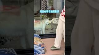 不拆：1加1等於2 so easy 哈哈：不想讓我進屋你直說 #哈士奇 #当我不小心把狗关外边了