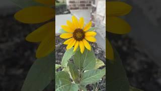 #growing sunflower at home#growingplants #growingflowers