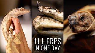 11 New Boas, Geckos, & Tortoises! (Reptile Roadtrip w/ HAUL)