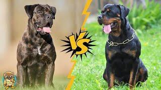 Cane Corso vs Rottweiler - Which FEARLESS Breed Reigns Supreme?