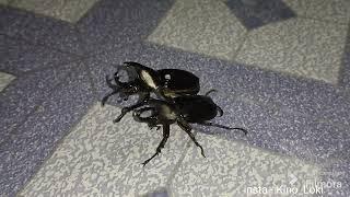 best UFC brutal fight ever!!!