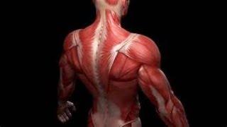 fascia and muscles of back .