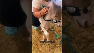 Throwback! Baby horse Squirt is not a fan of halter training—and he’s not hiding it