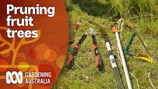 How to prune and maintain large fruit trees like mangoes | Gardening 101 | Gardening Australia