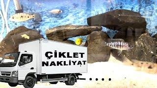 CİKLET AKVARYUMU GELDİ! / 2 Akvaryum Yan Yana