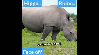 Rhino vs Hippo_ Ultimate Showdown! #animals #rhino #hippo #animalcomparison