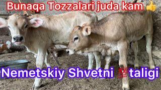 Nemetskiy shvet va Gibrit buqalarni boshqachalaridan keldi998913600070