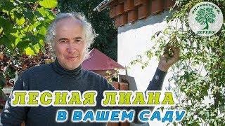 Клематисы. Сорта, уход, лекарственные свойства.